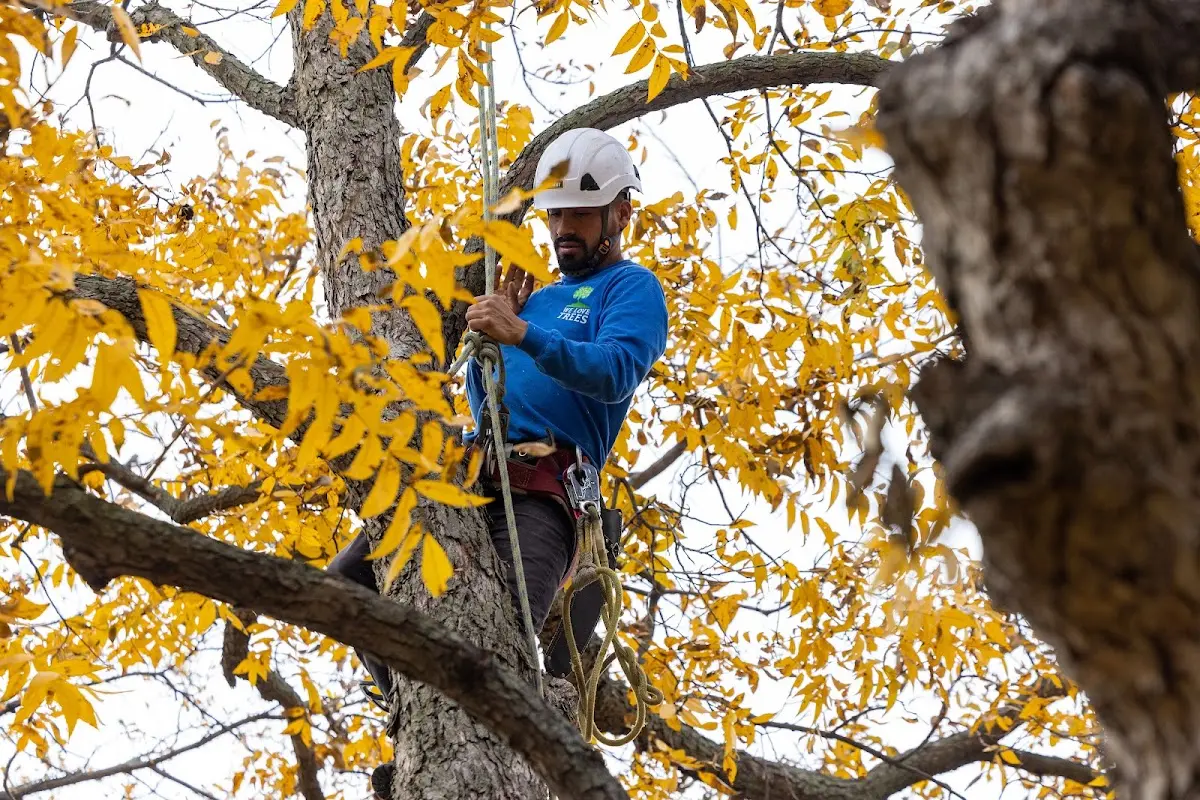 Skilled Tree Pruning crew working in Renovo